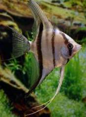 Pterophyllum scalare Rio Xingu SM